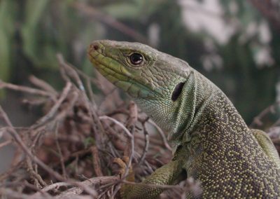 LAGARTO OCELADO (1)